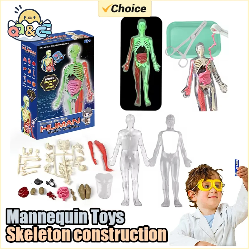 Esqueleto humano, anatomia do  - Model Kit Fantasy avaliação e preço